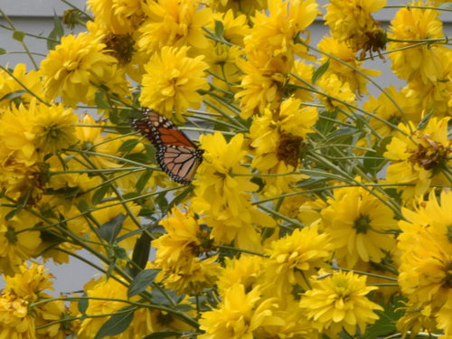 Monarch
