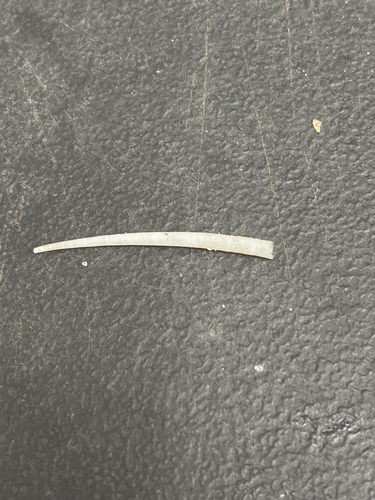 Dentalium eboreum, 2026-08-31