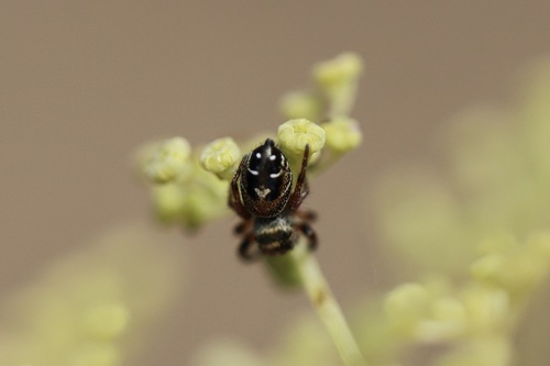 iNaturalist observation photo of Phidippus