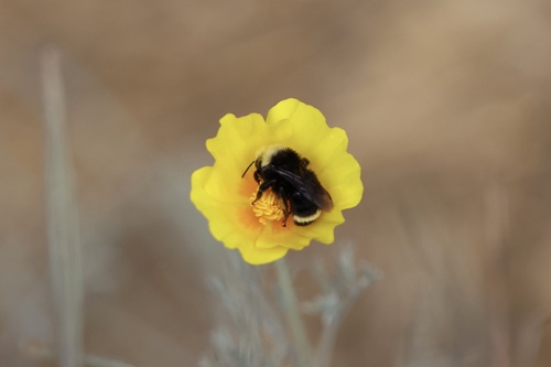 iNaturalist observation photo of Yellow-faced Bumble Bee