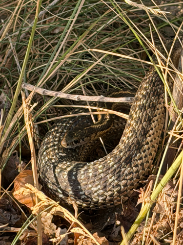 Wandering Garter Snake observed by jadipepla
