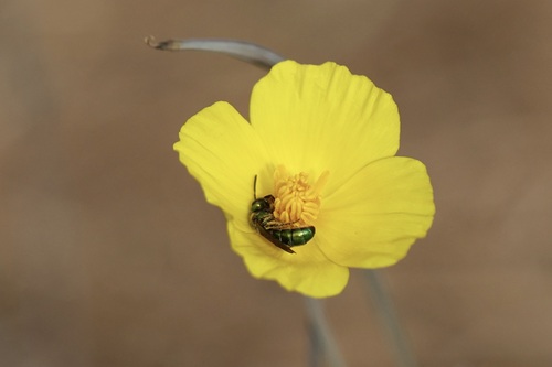 iNaturalist observation photo of Peridot Sweat Bee