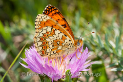Melitaea aetherie