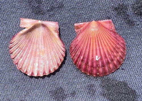 Atlantic Bay Scallop