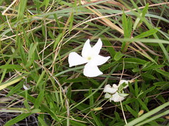 Mandevilla hypoleuca