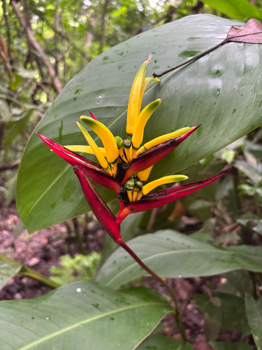 Heliconia vaginalis