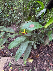 (c) reagan peschke, some rights reserved (CC BY) Heliconia vaginalis, photograph (c) reagan peschke, some rights reserved (CC BY)