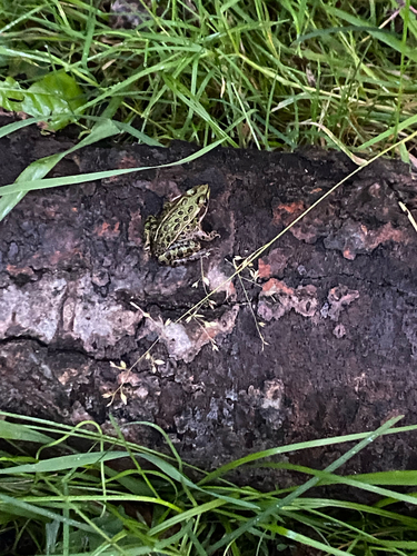 Northern Leopard Frog