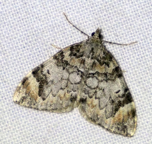 Dark Marbled Carpet