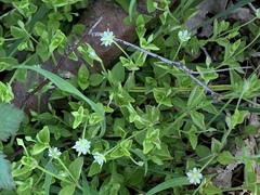 Moehringia trinervia
