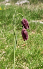 Fritillaria montana