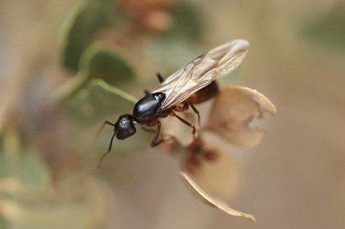 iNaturalist observation photo of Camponotus sansabeanus