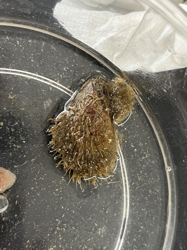 Septifer bilocularis observed 2026-09-01
