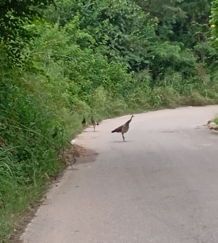 Indian Peafowl