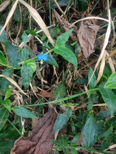 Commelina obliqua observed 2026-08-26