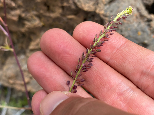 Lepidium africanum observed 2026-08-31