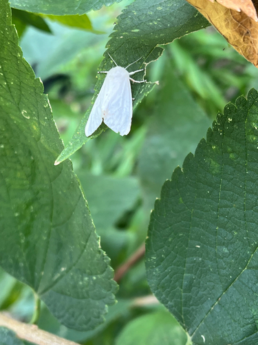 Virginian Tiger Moth