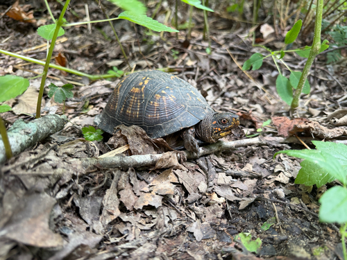 Eastern Box Turtle