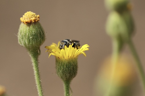 iNaturalist observation photo of Leafcutter, Mortar, and Resin Bees