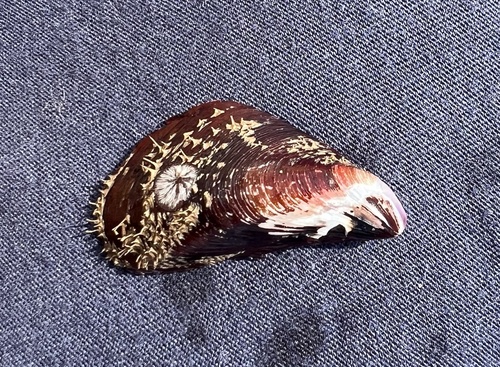 Modiolus nipponicus