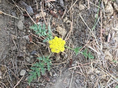 Lomatium foeniculaceum