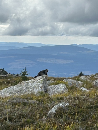 Hoary Marmot observed by mleontowich