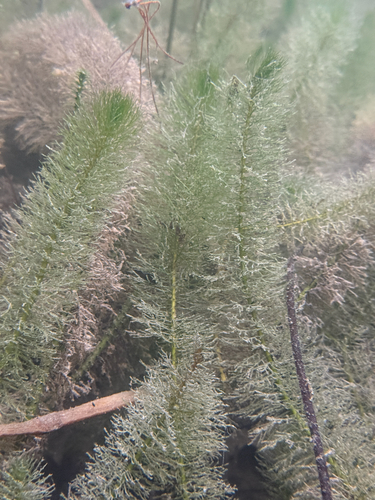 Myriophyllum heterophyllum, 2026-08-31