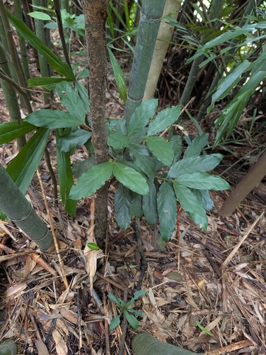 Lasianthus obliquinervis observed 2026-08-27