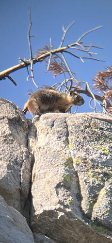 Yellow-bellied Marmot observed by margaritamontenegro