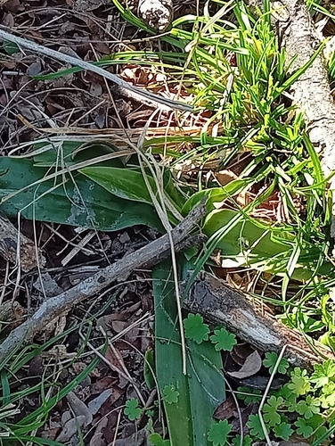Chloraea membranacea, photograph 2