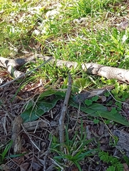 author not stated, no rights reserved Chloraea membranacea, photograph author not stated, no rights reserved