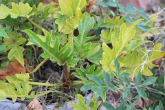 Philodendreae