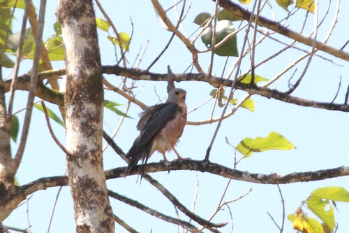 Variable Goshawk (Lesser Sundas)