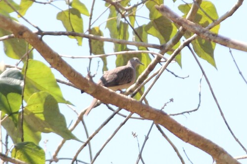 Spotted Dove