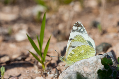 Euchloe tagis