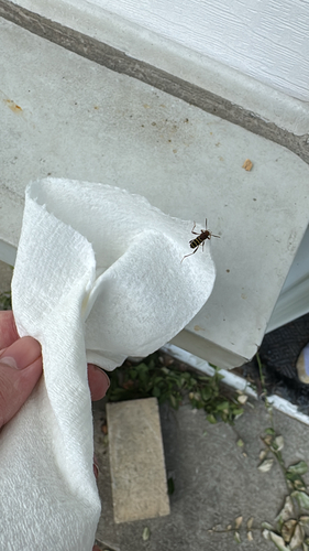 Red-headed Ash Borer