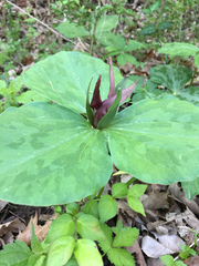 Melanthiaceae