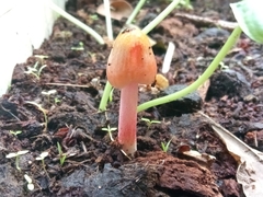 Bolbitius coprophilus