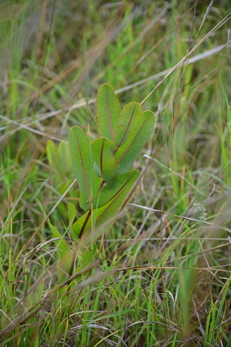 Asclepias sullivantii, photograph 4