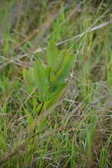 Asclepias sullivantii, photograph (c) Katie Kucera, some rights reserved (CC BY)