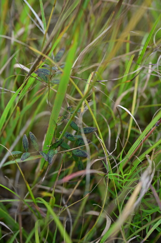 Lathyrus palustris, photograph 5