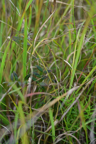 Lathyrus palustris, photograph 4