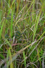 Lathyrus palustris, photograph (c) Katie Kucera, some rights reserved (CC BY)