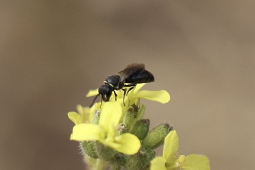iNaturalist observation photo of Masked Bees