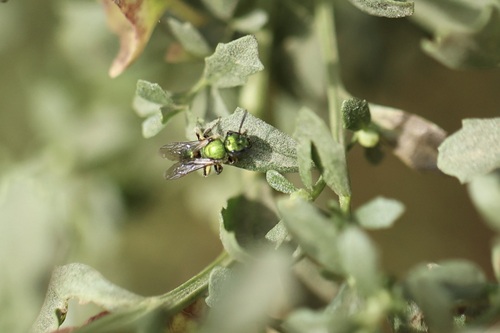 iNaturalist observation photo of Peridot Sweat Bee