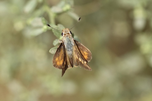iNaturalist observation photo of Umber Skipper