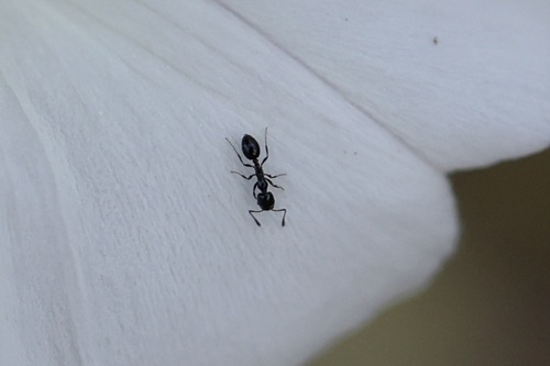 iNaturalist observation photo of Little Black Ants