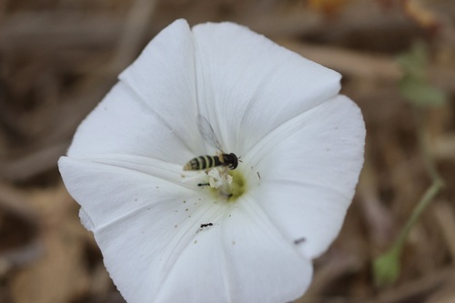 iNaturalist observation photo of Globetails