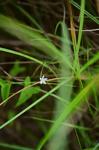 Palustricodon aparinoides, photograph 3