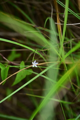 Palustricodon aparinoides, photograph (c) Katie Kucera, some rights reserved (CC BY)